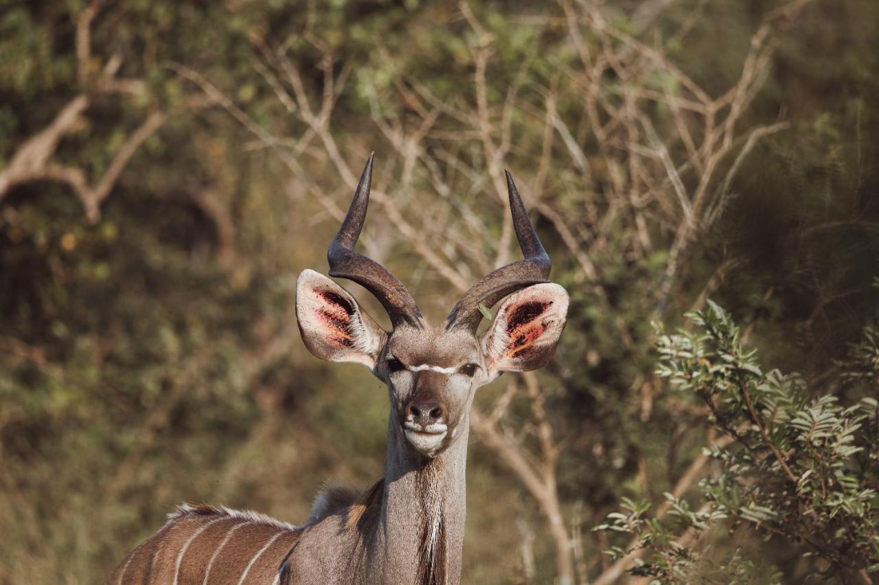 Oase By 7 Star Lodges - Greater Kruger Private 530Ha Reserve Hoedspruit Bagian luar foto